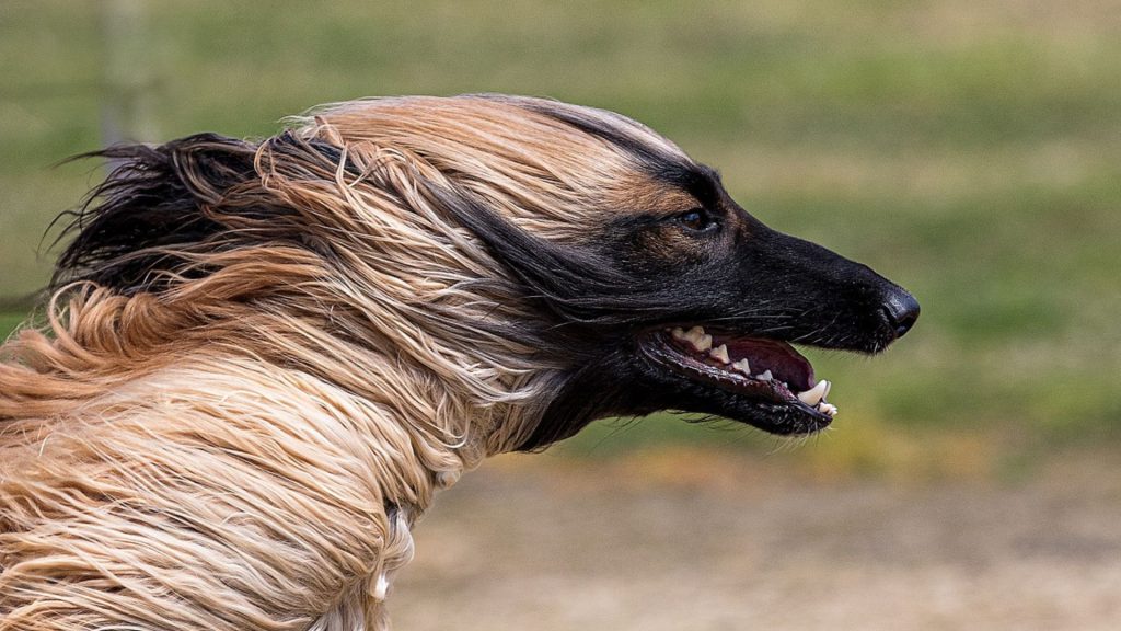 Close-up of an Afghan Hound running with its hair flowing in the wind.