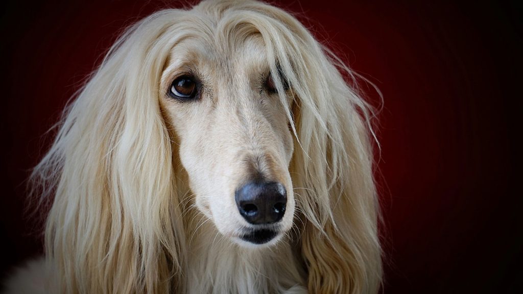 Close-up of an Afghan Hound with long, flowing hair against a dark background.