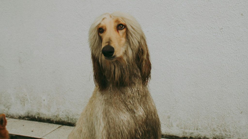 Afghan Hound with a long coat standing against a plain wall.