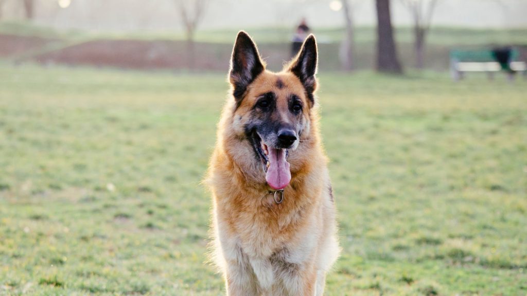 An anxious German Shepherd in a park, representing anxious dog breeds.