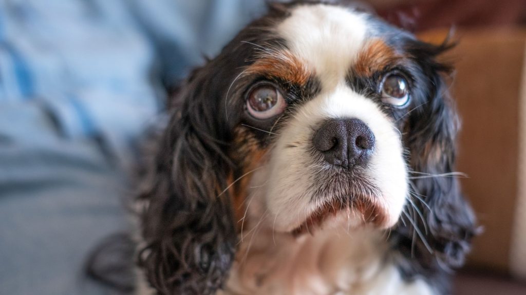 Close-up of a worried Cavalier King Charles Spaniel, known for nervous tendencies.