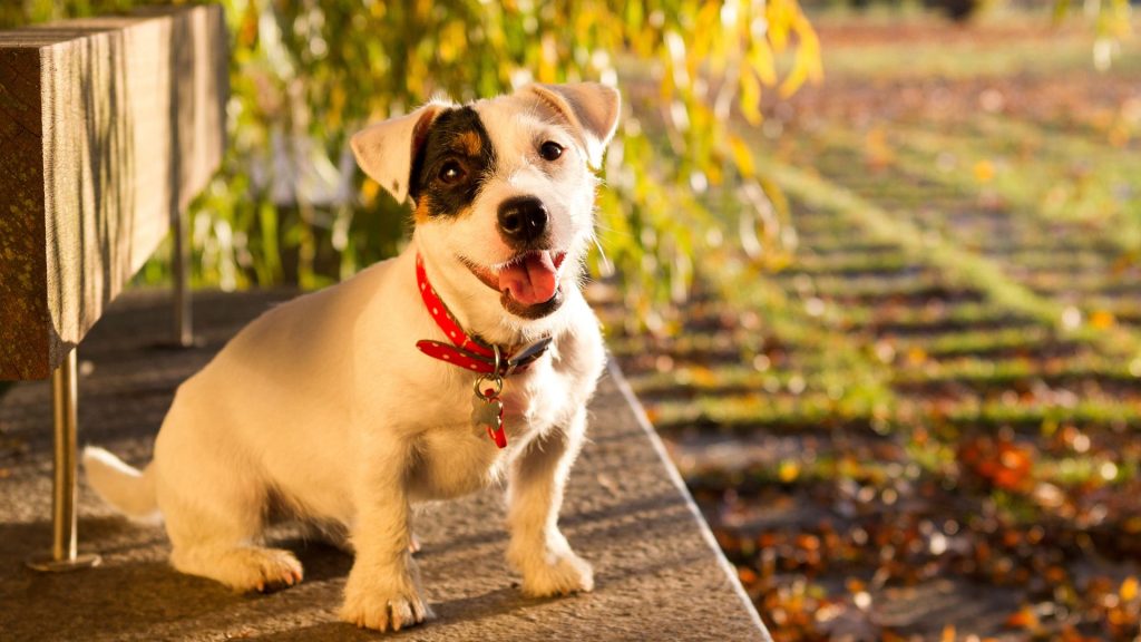 An anxious Jack Russell Terrier sitting outdoors, representing anxious dog breeds.