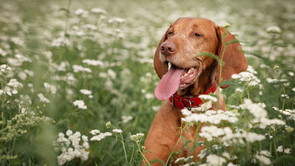 An anxious Vizsla sitting in a field of flowers, representing anxious dog breeds.