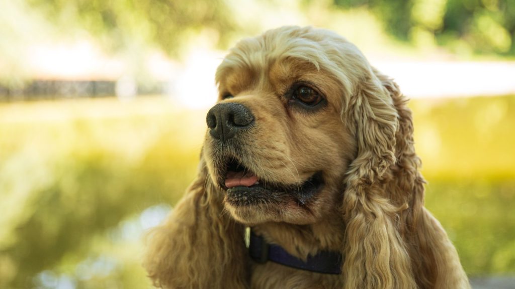 An anxious Cocker Spaniel outdoors, representing anxious dog breeds.