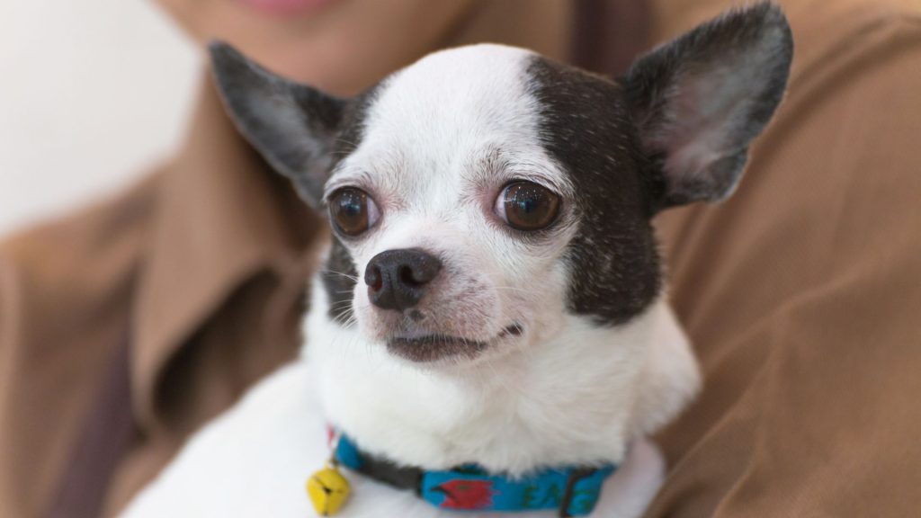 An anxious Chihuahua being held, representing anxious dog breeds.