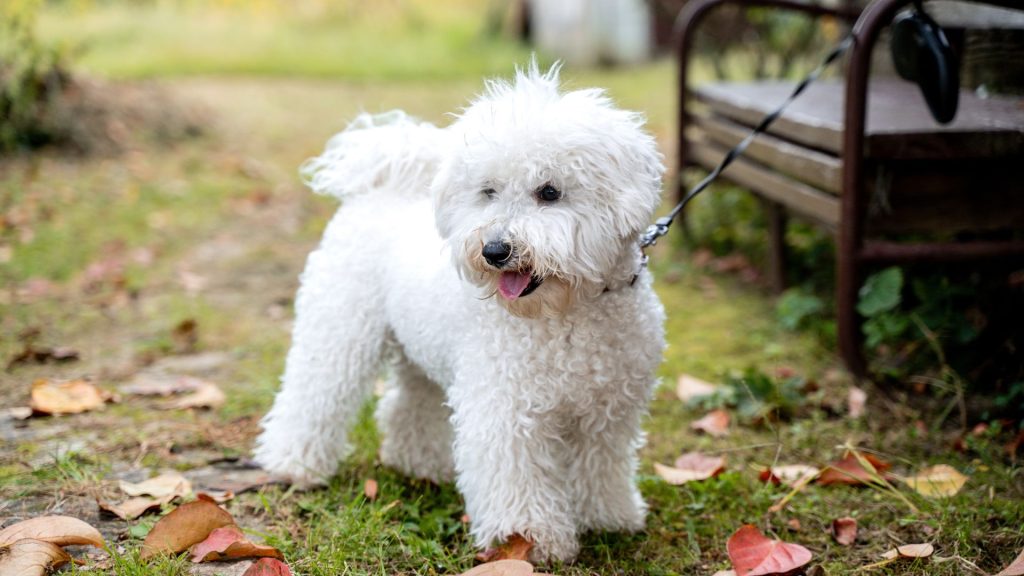 An anxious Bichon Frise on a leash outdoors, representing anxious dog breeds.