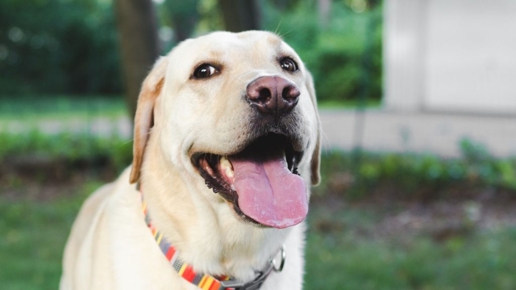 An anxious Labrador Retriever outdoors, representing anxious dog breeds.