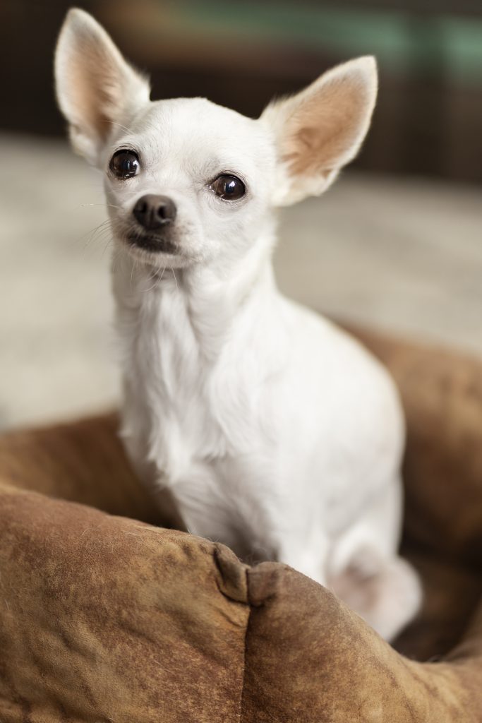 Small white toy breed dog in a brown bed.