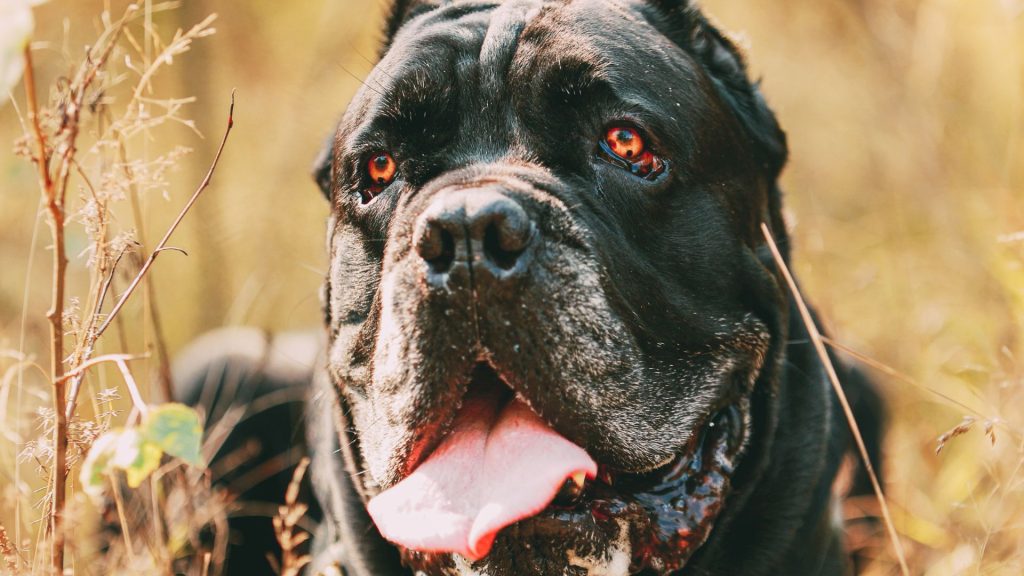 Large black dog with intense eyes and panting in a grassy field.