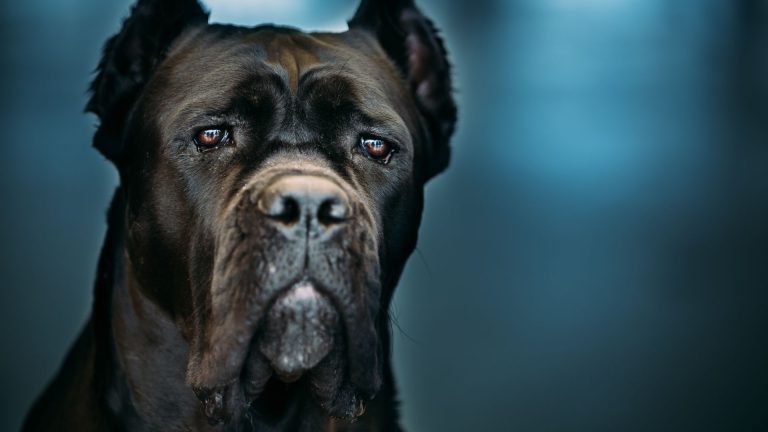 Intimidating black dog with a powerful gaze.