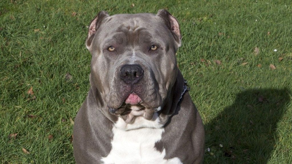 American Pit Bull Terrier with a muscular build and intense gaze.