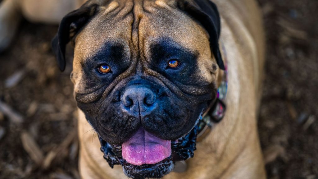 Bullmastiff with a powerful build and watchful eyes.