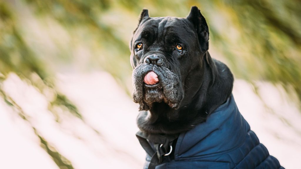 Cane Corso with a serious expression and its tongue out.