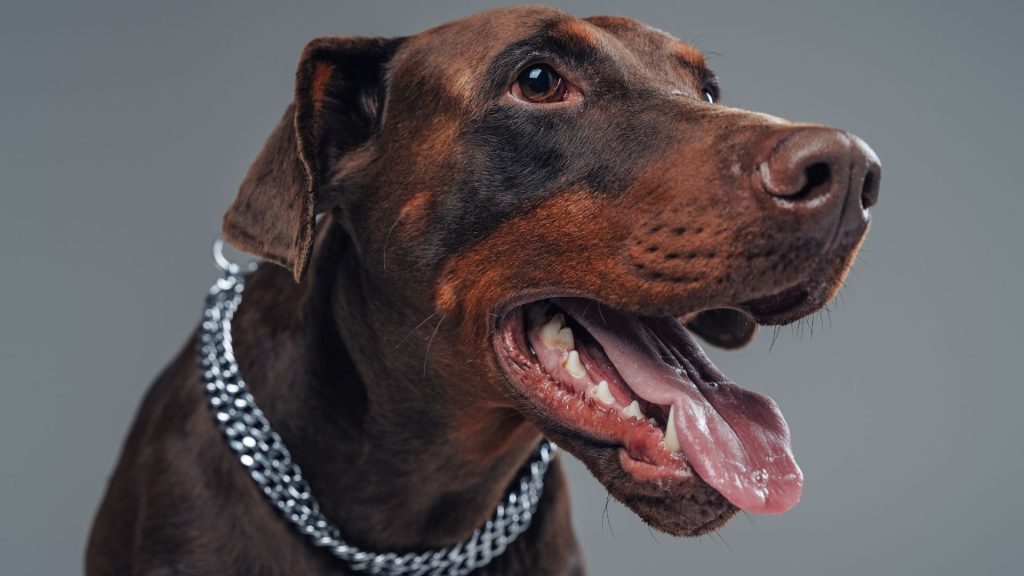 Doberman Pinscher with a chain collar, showing its sharp teeth.