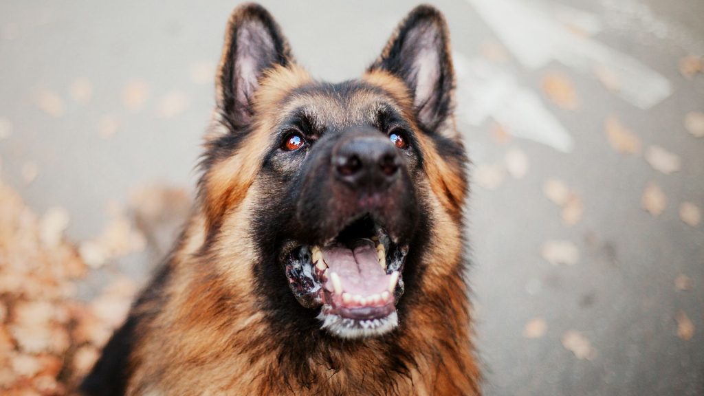 German Shepherd with an alert and focused expression.