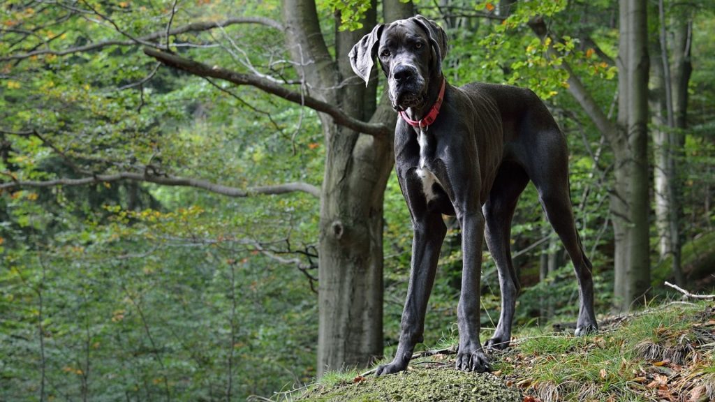 Great Dane standing tall in a forest, showcasing its impressive size.