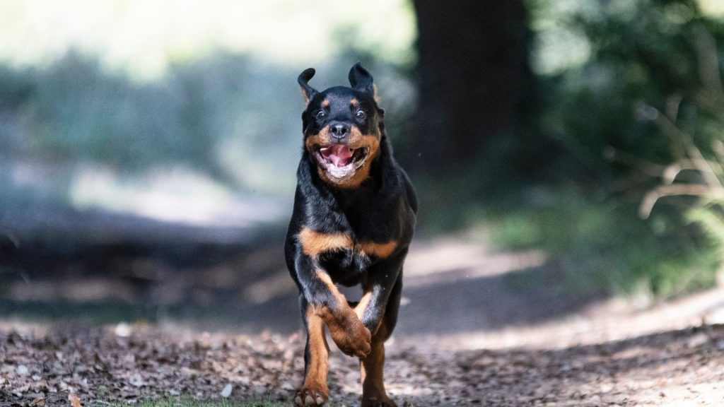 Rottweiler running energetically on a forest path.