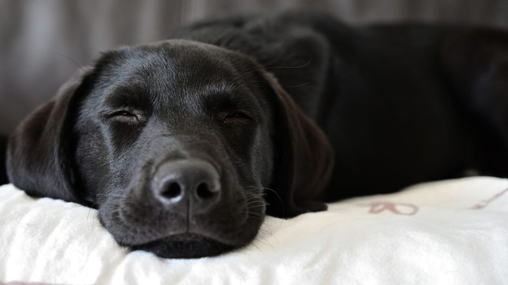 Sleepy Black Golden Retriever resting peacefully on a soft white pillow.