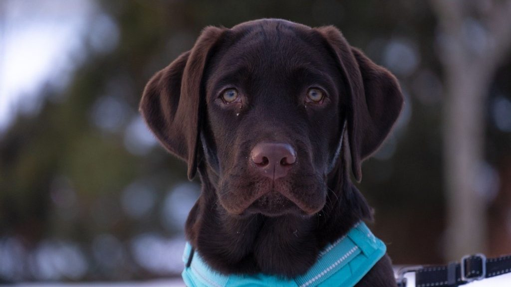 Adorable Black Golden Retriever puppy wearing a teal harness outdoors.