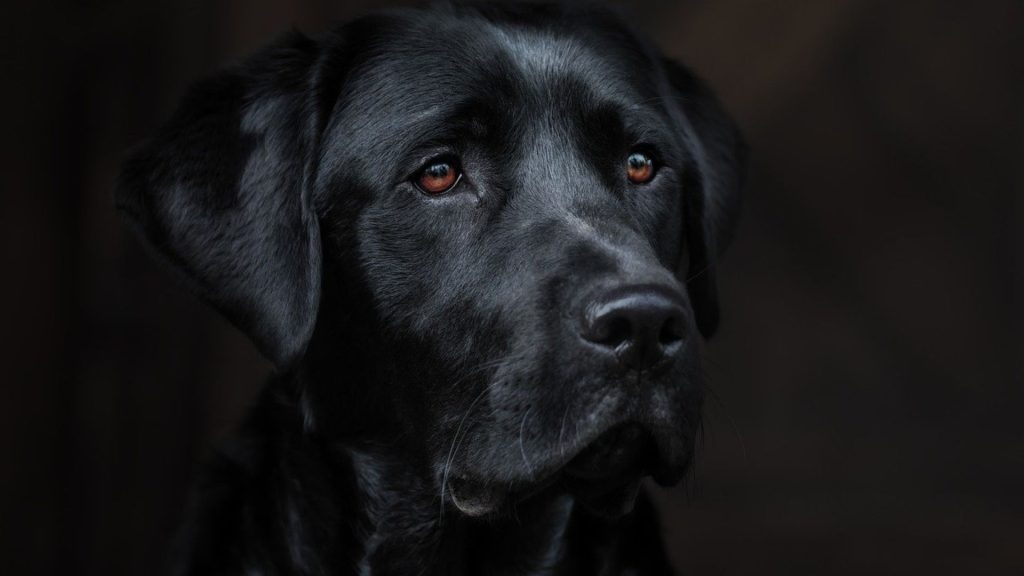 Elegant adult Black Golden Retriever with a shiny coat against a dark background.