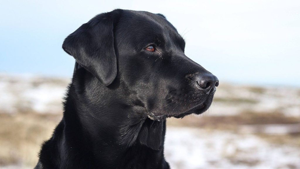 Majestic adult Black Golden Retriever with a glossy coat against a snowy background.