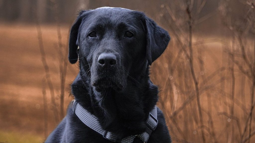 Alert adult Black Golden Retriever wearing a gray harness in an autumn setting.