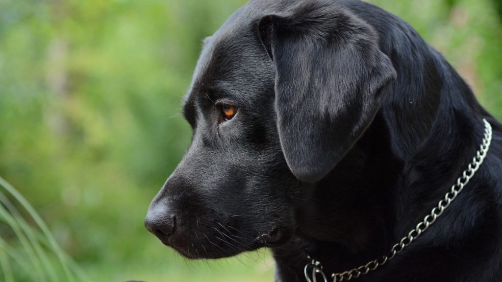 Thoughtful adult Black Golden Retriever with a shiny coat outdoors.