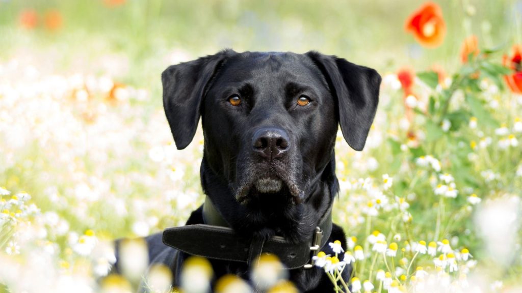 Elegant adult Black Golden Retriever sitting in a field of colorful wildflowers.