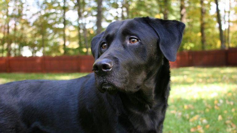 Beautiful adult Black Golden Retriever standing in a sunny backyard.