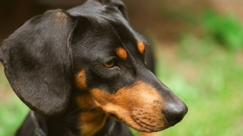 Close-up of a black and brown dog with floppy ears, a striking example of black and brown dog breeds.