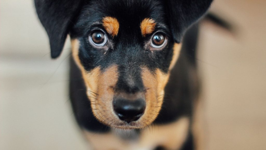 Close-up of a black and brown puppy with bright eyes, representing black and brown dog breeds.