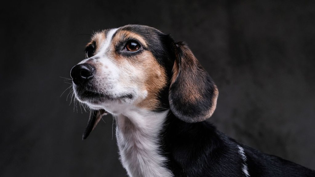 Beagle with a black and brown coat, highlighting the breed's expressive eyes.