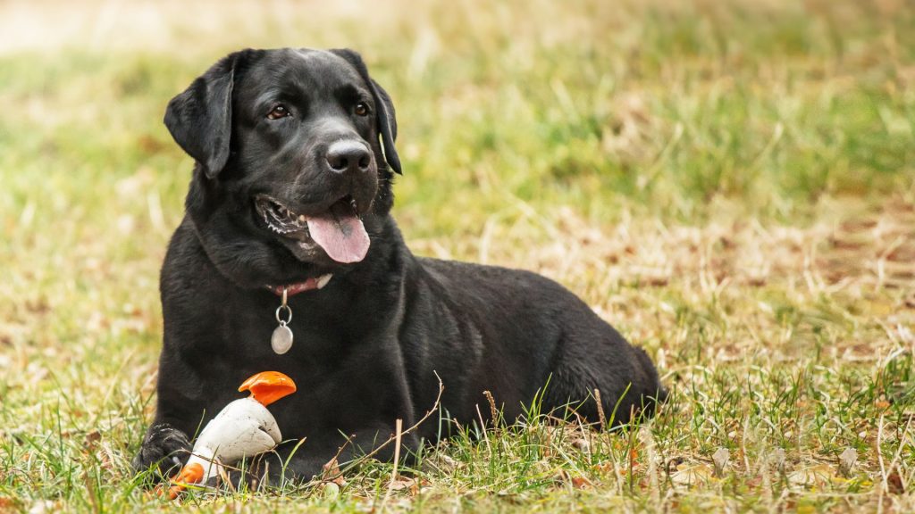 Black Labrador Retriever lying on grass with a toy.