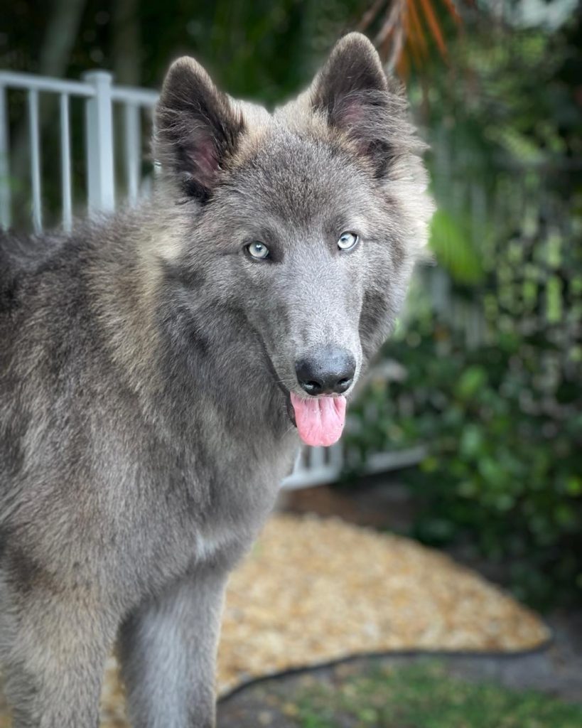 Graceful Blue Bay Shepherd with light blue eyes and a thick gray coat.