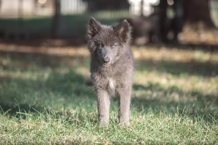 Adorable Blue Bay Shepherd puppy standing on green grass.