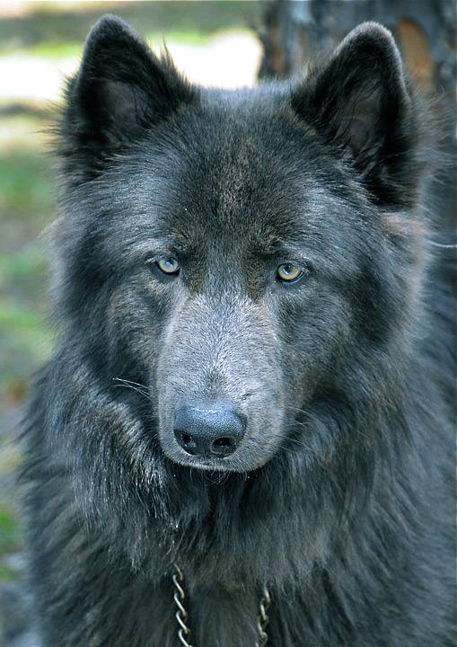 Majestic Blue Bay Shepherd with a thick, dark coat and intense blue eyes.