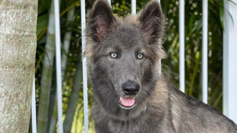 Beautiful Blue Bay Shepherd with striking blue eyes near a white fence.