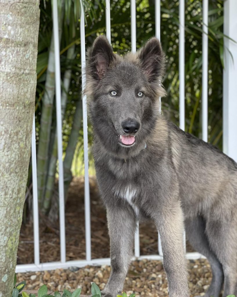 Charming Blue Bay Shepherd with a thick gray coat by a white fence.