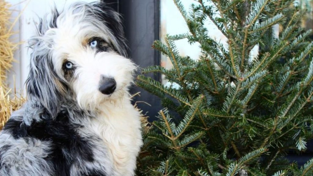 A Blue Merle Aussiedoodle with blue eyes sits next to a Christmas tree, looking inquisitively at the camera.