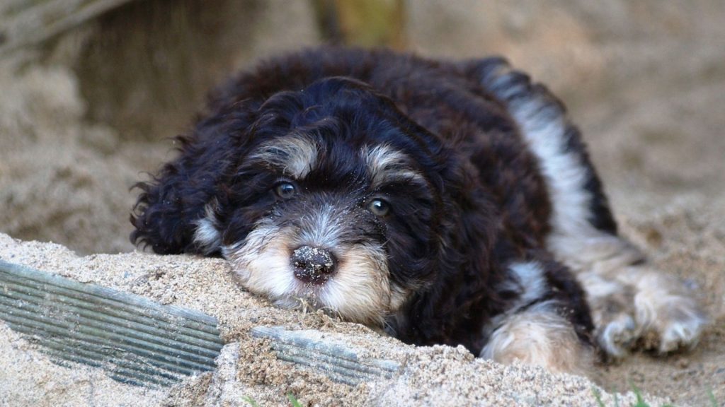 A Blue Merle Aussiedoodle puppy lying in the sand, looking directly at the camera with its blue eyes.