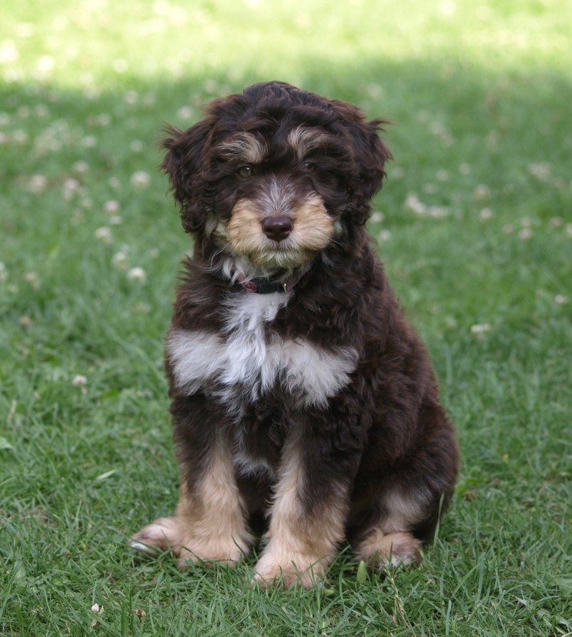 A Blue Merle Aussiedoodle puppy sits on a grassy lawn, looking directly at the camera.