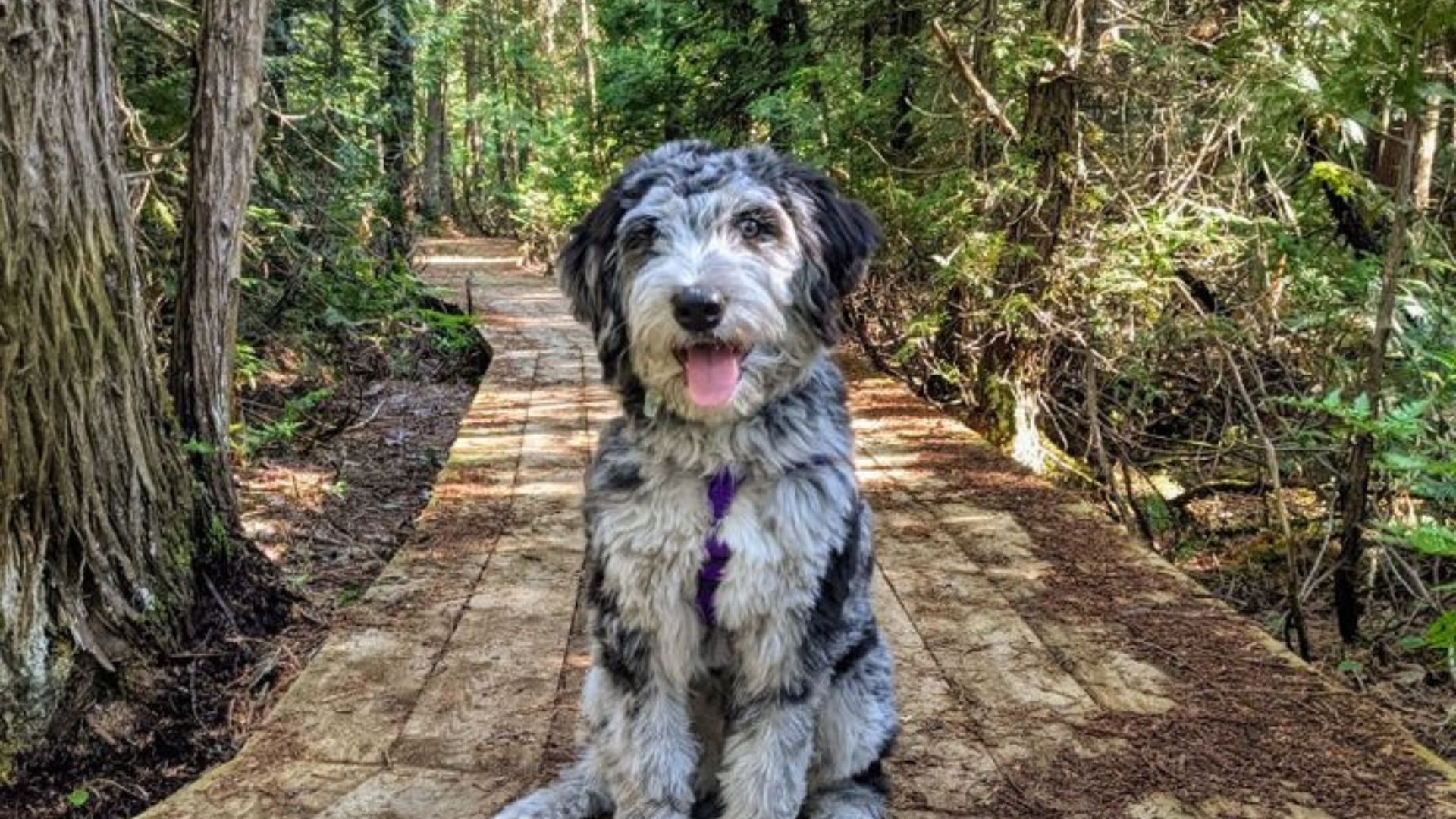 blue merle aussiedoodle