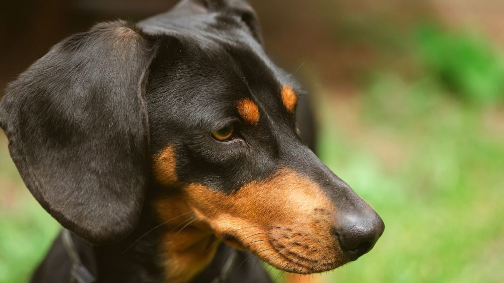 Brown and Black Dog Breeds