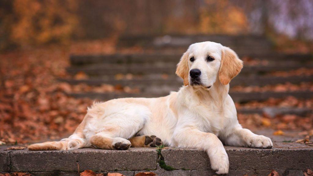 Golden Retriever lying down, showing which dog breed is most loyal.