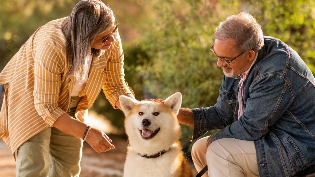 Akita with owners, illustrating which dog breed is most loyal.