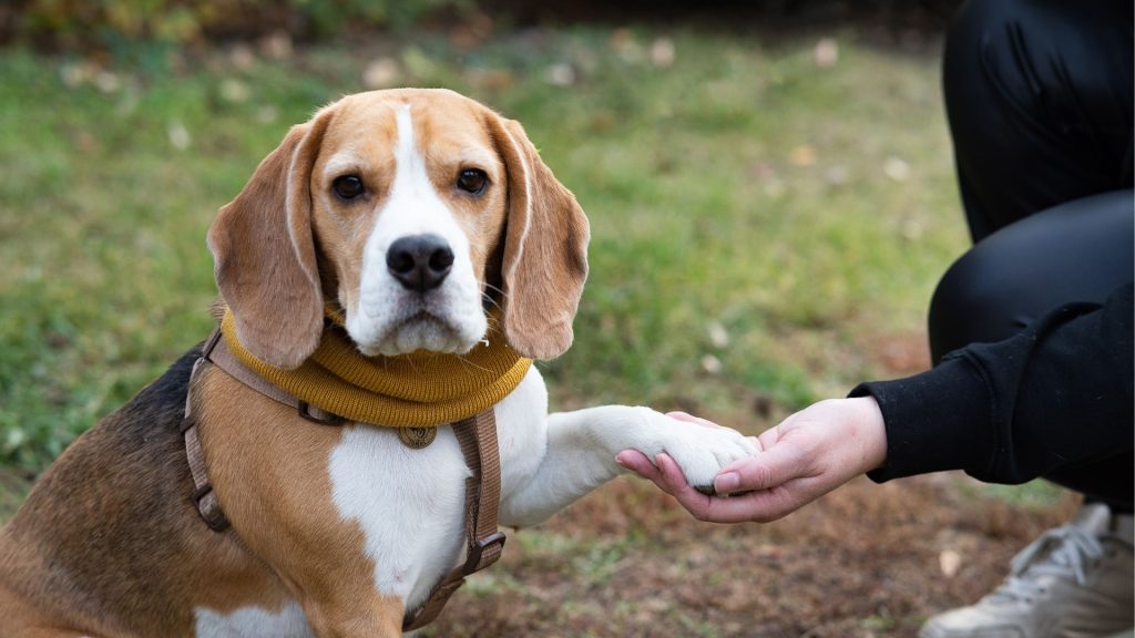 Beagle shaking hands with owner, showing which dog breed is most loyal.