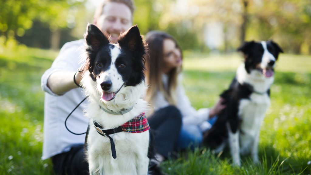 Border Collies with owners, showing which dog breed is most loyal.