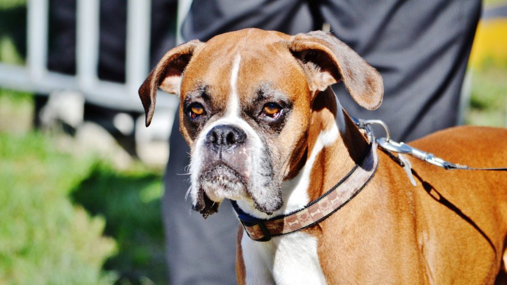 Boxer dog on a leash, showing which dog breed is most loyal.