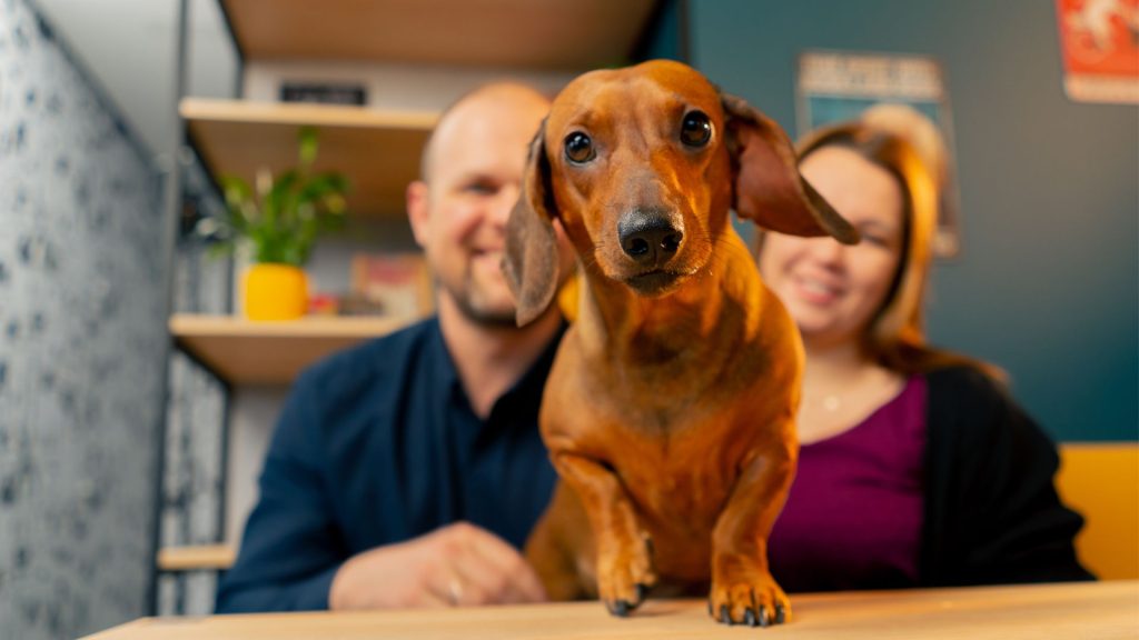 Dachshund with family, showing which dog breed is most loyal.