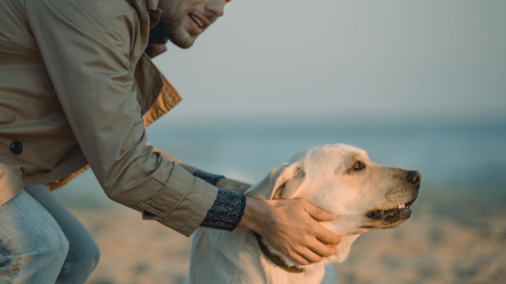 Labrador Retriever with owner, depicting which dog breed is most loyal.